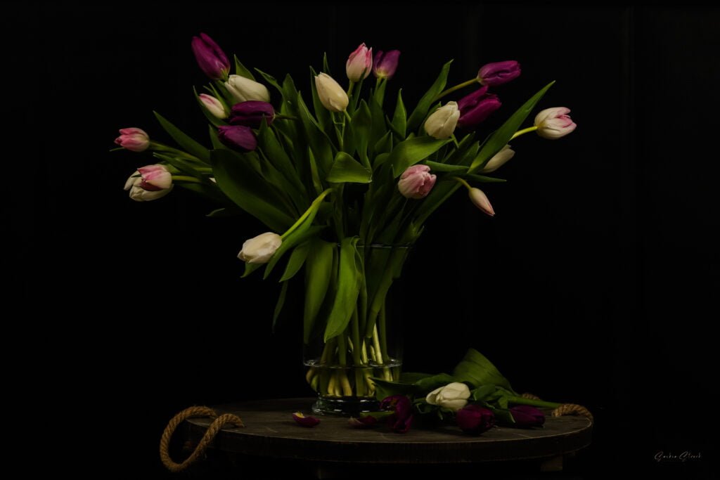 Tulpen fine art