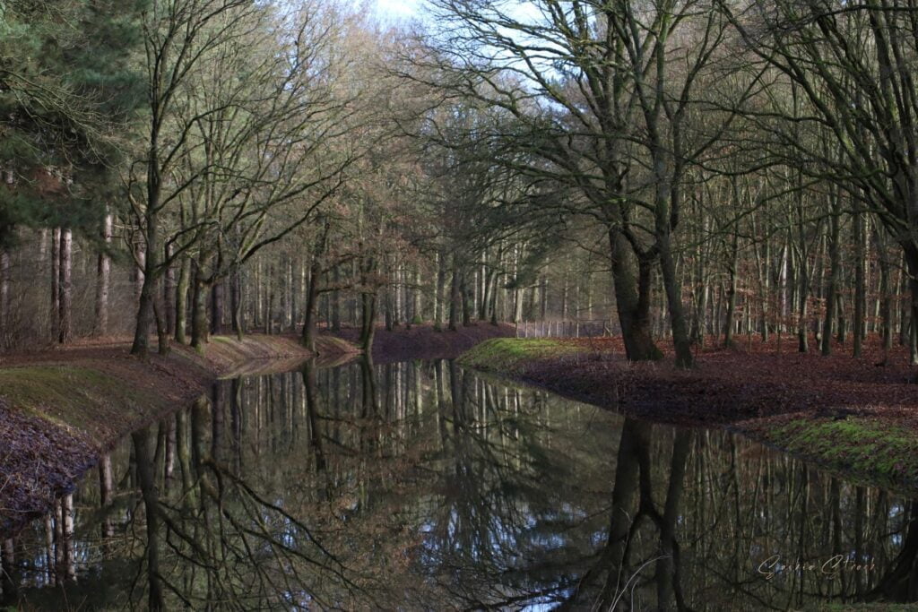 Hersft bos herfst bos