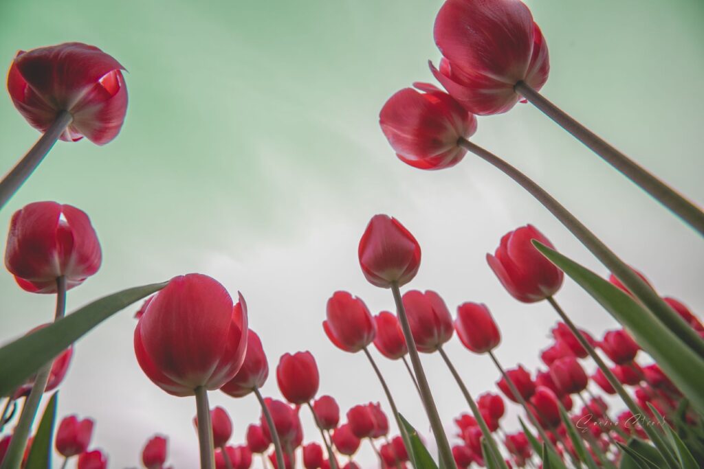 Vrolijk veld tulpen in het veld
