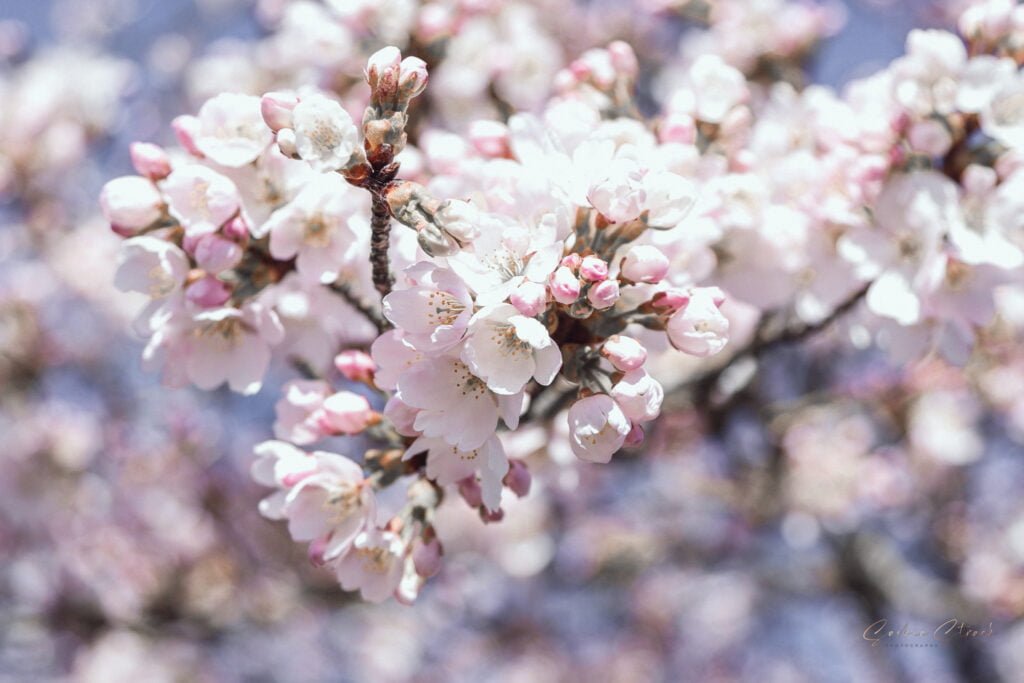 20220317-IMG_1813 bloesems