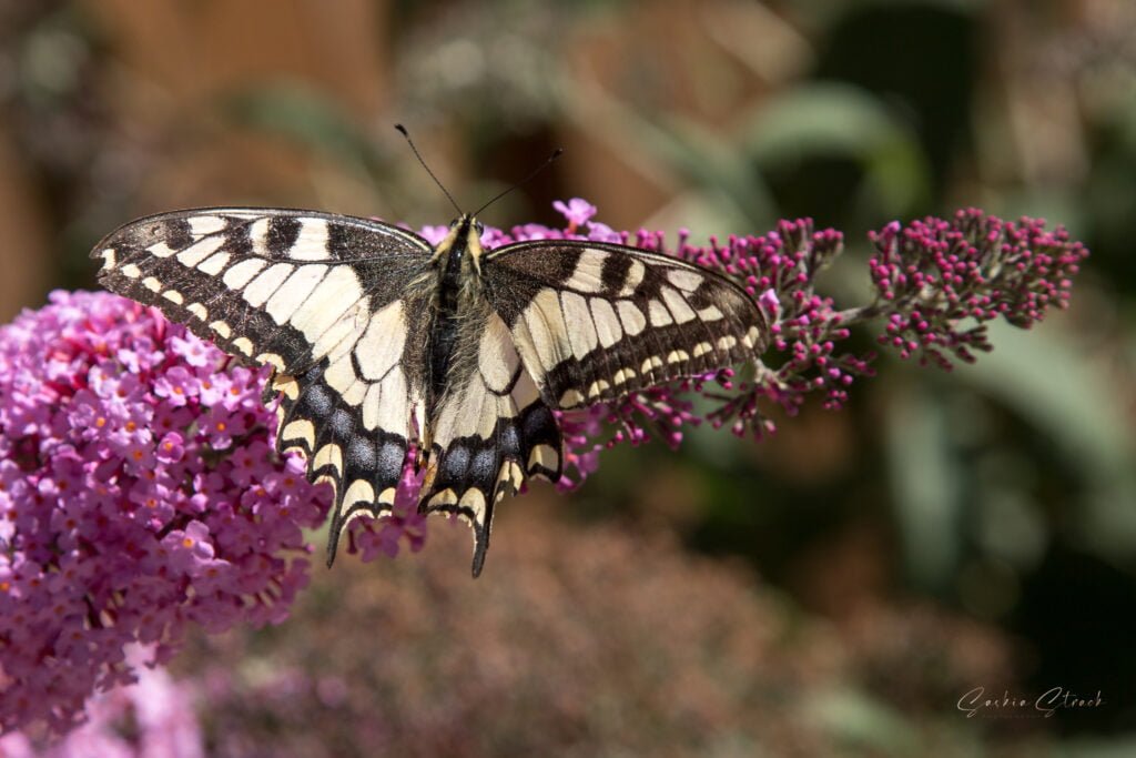 20220716-IMG_3841 Koninginnepage vlinder