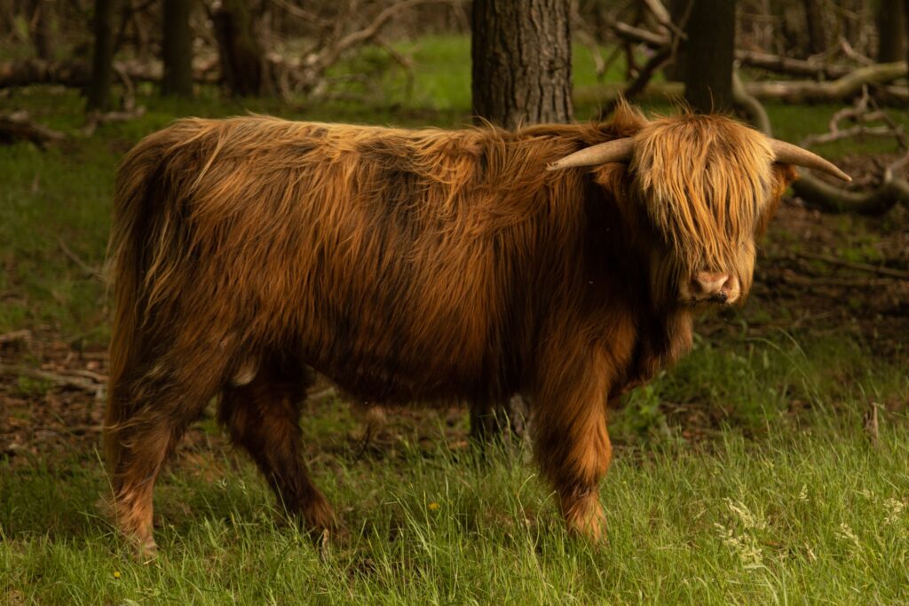 Schotse Hooglander schotse hooglander