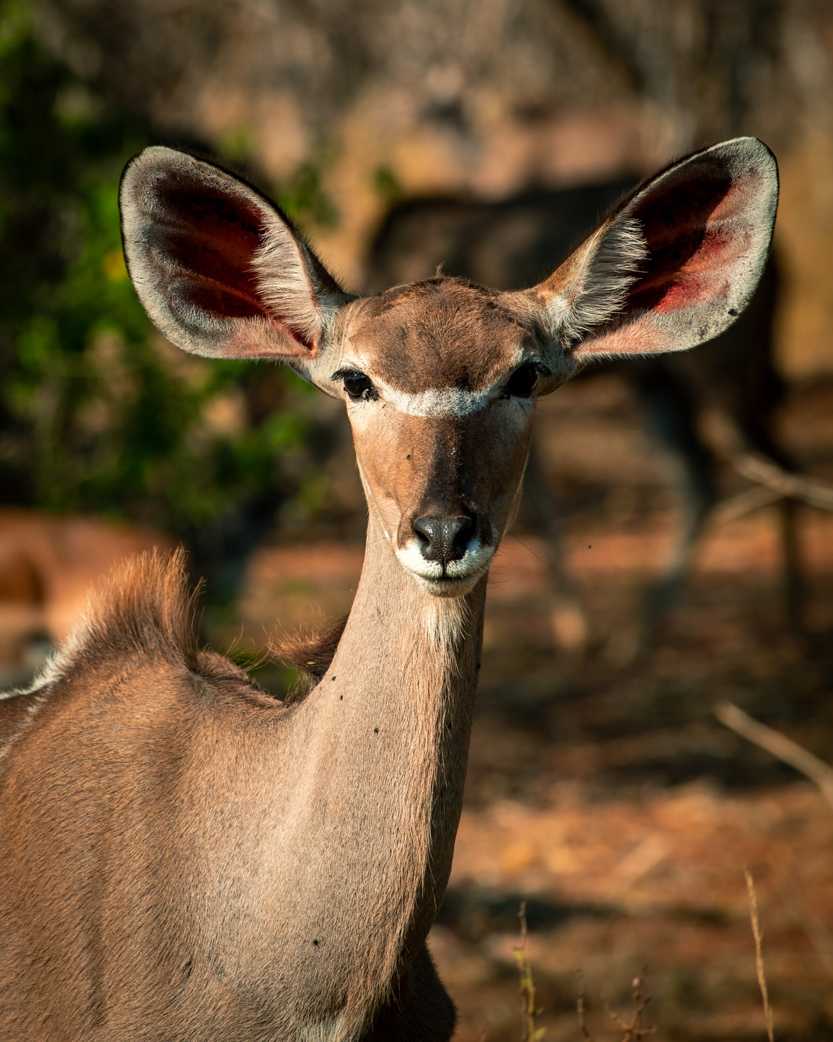 Botswana Chobe Nat.park saskiastrackfotografie.com-09