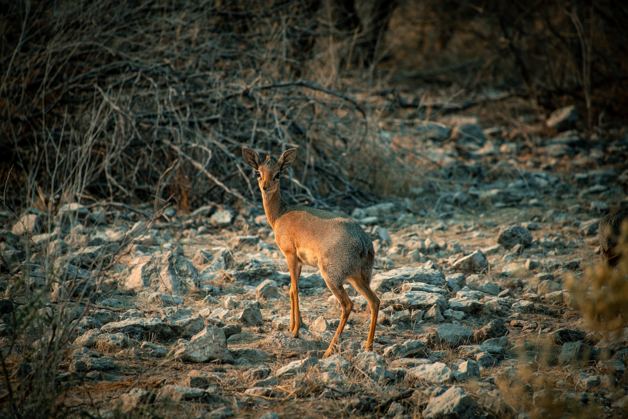 Etosha Namibie saskiastrackfotografie.com-45 Etosha Namibie saskiastrackfotografie.com